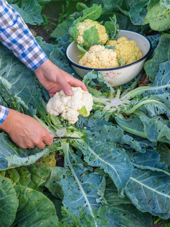 Harvesting cauliflower in the garden. Selective focus.の写真素材