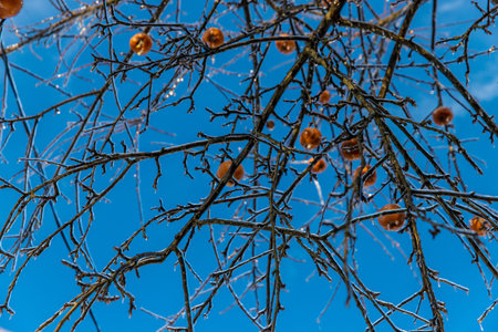 Frozen branches in ice. Selective focus.の写真素材