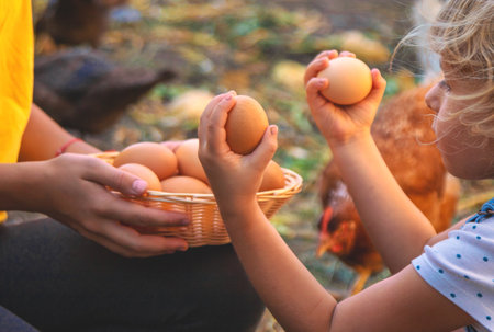 Child holding eggs on a farm. Selective focus.の写真素材