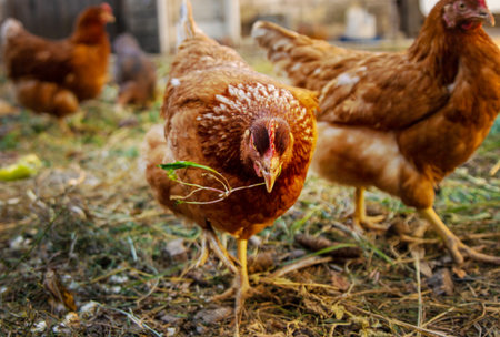 Chickens and ducks on a farm. Selective focus.の写真素材