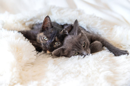 cute little kittens at home. Selective focus.の写真素材