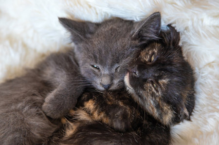 cute little kittens at home. Selective focus.の写真素材