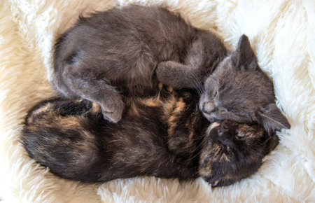 cute little kittens at home. Selective focus.の写真素材