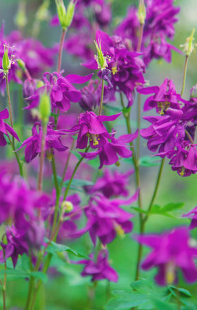 Aquilegia blooms in the garden. Selective focus.の写真素材