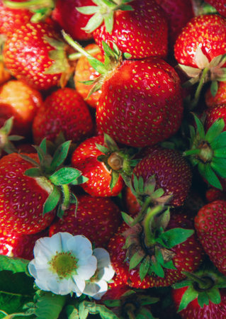 Harvest strawberries in the garden. Selective focus.の写真素材