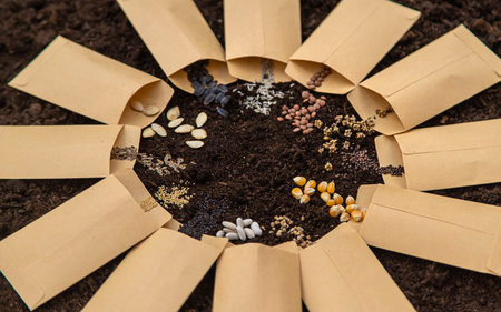 Sow different seeds in the garden. Selective focus.の写真素材