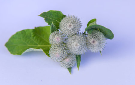 Burdock isolate on a white background. Selective focus.の写真素材