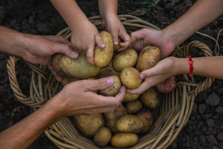 Potato harvest in the garden in hands. selective focus.