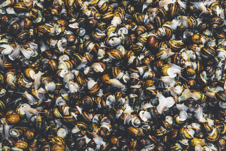 Growing escargot on a farm. Selective focus.の写真素材