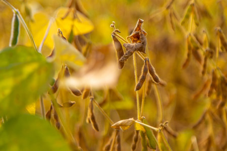 soybean grows on the field. Selective focus.の写真素材