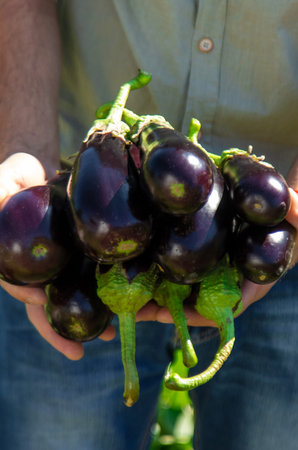 A man farmer harvests eggplants. Selective focus.の写真素材