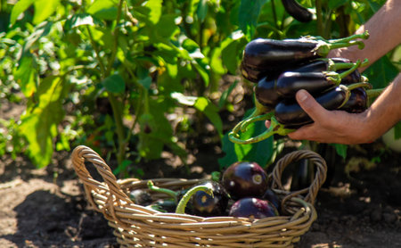 A man farmer harvests eggplants. Selective focus.の写真素材