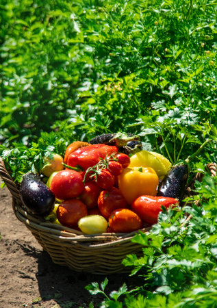 Harvest different vegetables in the garden. Selective focus.の写真素材