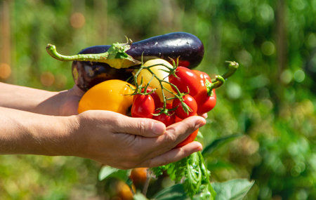 A woman is harvesting vegetables in the garden. Selective focus.
