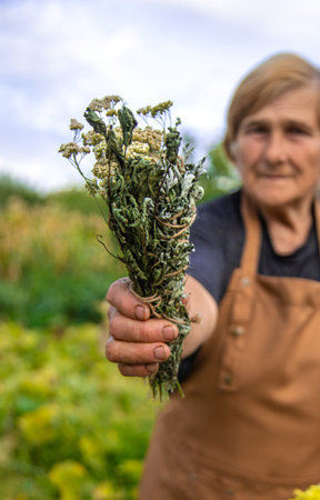 An elderly woman holds medicinal herbs in her hands. Selective focus.の写真素材