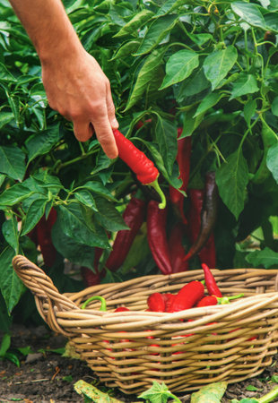 Farmer harvesting chili peppers in garden. Selective focus.の写真素材