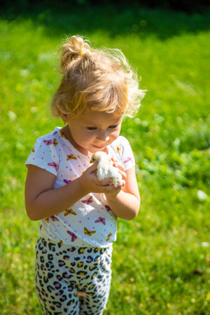 A child plays with a chicken. Selective focus.の写真素材