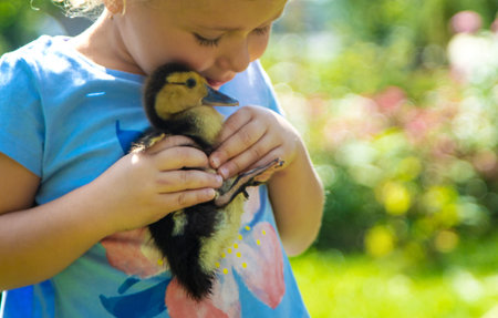 A child plays with a duckling. Selective focus.の写真素材