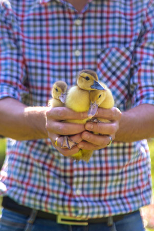 The farmer holds ducklings in his hands. Selective focus.の写真素材