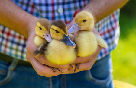 The farmer holds ducklings in his hands. Selective focus.の写真素材
