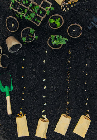 Sow seeds in the garden for rose gardens. selective focus.の写真素材