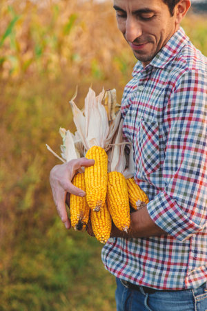 Corn harvest in the hands of a farmer. Selective focus.