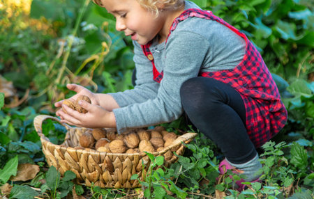 A child harvests nuts in the garden. Selective focus.の写真素材