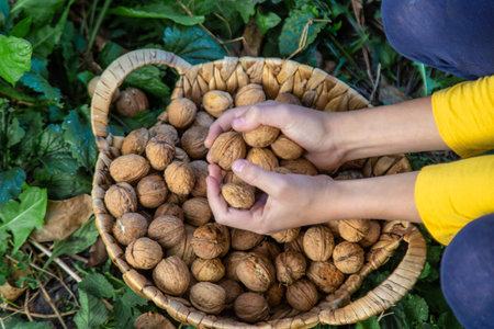 A child harvests nuts in the garden. Selective focus.の写真素材