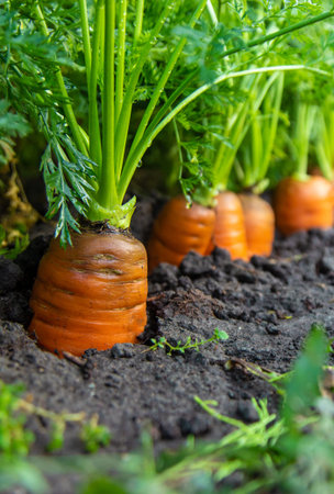 Carrot harvest in the garden. Selective focus.の写真素材