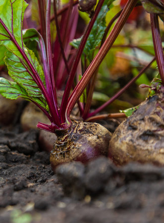 Beet harvest in the garden. Selective focus.の写真素材