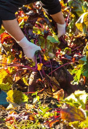 Beet harvest in the garden. Selective focus.