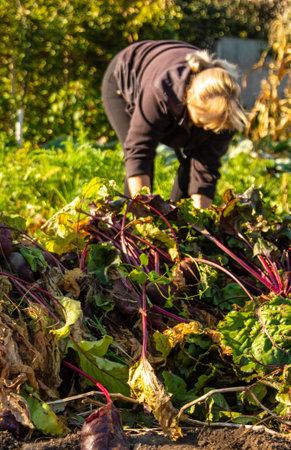 Beet harvest in the garden. Selective focus.の写真素材
