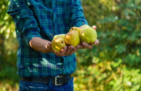 Pear harvest in the garden. Selective focus.の写真素材
