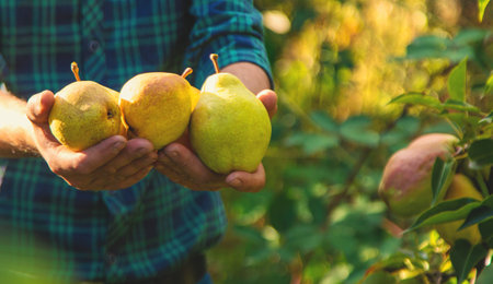Pear harvest in the garden. Selective focus.の写真素材