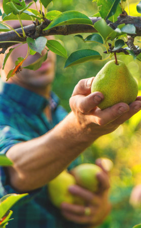 Pear harvest in the garden. Selective focus.の写真素材