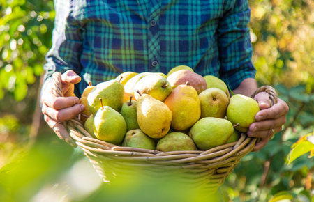 Pear harvest in the garden. Selective focus.の写真素材