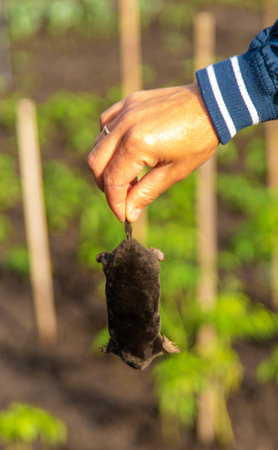 Dead mole in the garden. Selective focus.の写真素材