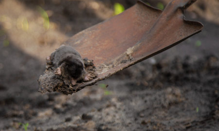 Dead mole in the garden. Selective focus.の写真素材