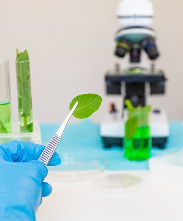 Research of plants in the laboratory. Selective focus.の写真素材