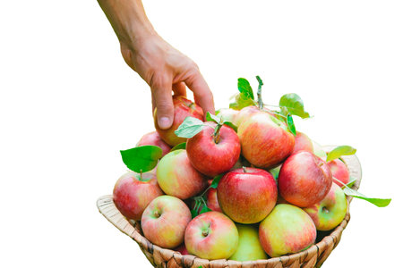 Man gardener picks apples in the garden. Selective focus.
