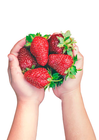 A child with strawberries in the hands. Selective focus.の写真素材