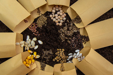 Seeds in bags on the soil. Selective focus.の写真素材