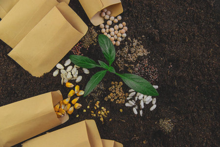 Seeds in bags on the soil. Selective focus.の写真素材