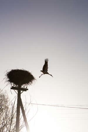 European white stork flying out of the nest contour lightの写真素材