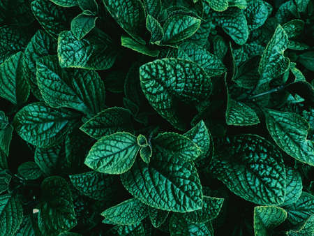Creative abstract backgound of dark green leaves pattern, top viewの写真素材