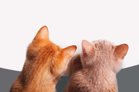 Two curious five months old fluffy cats brother and sister looking down on the white background with place for text, top viewの写真素材