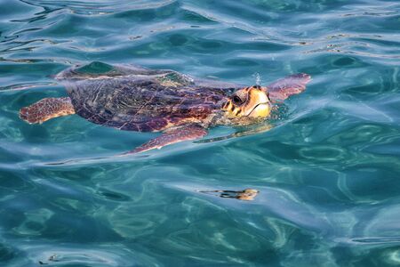 Caretta Caretta Turtle from Zakynthos, Greece, near  Laganas beach, emerges to take a breathの写真素材