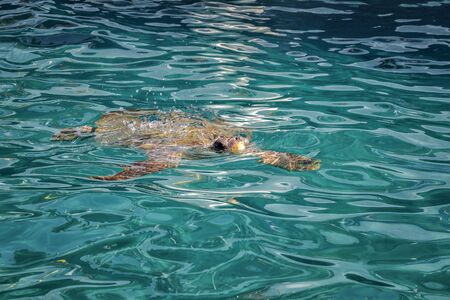 Caretta Caretta Turtle from Zakynthos, Greece, near Laganas beach, under the water, swimming, before to emerge to take a breathの写真素材