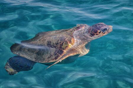 Caretta Caretta Turtle from Zakynthos, Greece, near Laganas beach, under the water, swimming, before to emerge to take a breathの写真素材