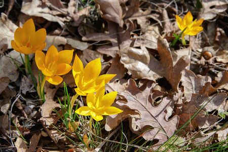 Spring composition with crocus among dried oak leaves. The focus is on the first two flowers in the row and the other flowers and the background of the dried oak leaves are blurred.の写真素材